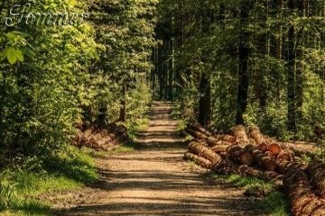 Baum, Wald, Waldweg
