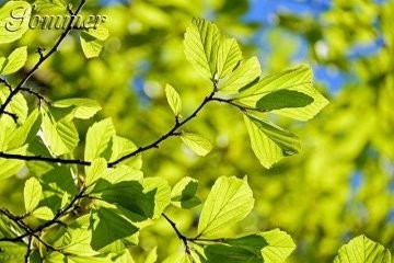 Eiche, Baum, Laubbaum