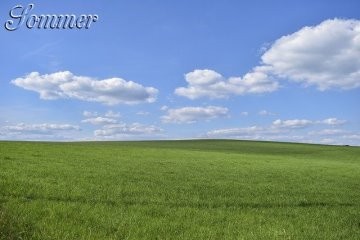 Feld, Gras, Natur