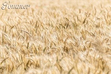 Getreide, Kornfeld