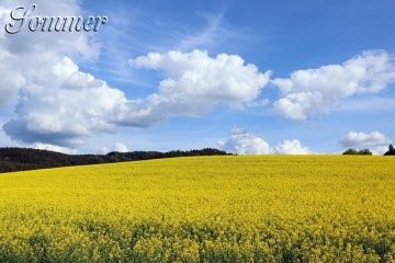 Rapsfeld