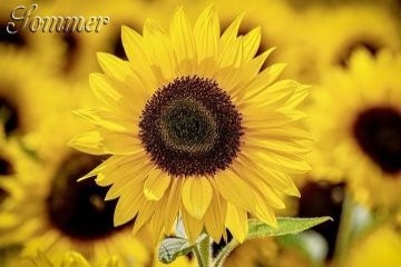 Sonnenblumen, Blumen